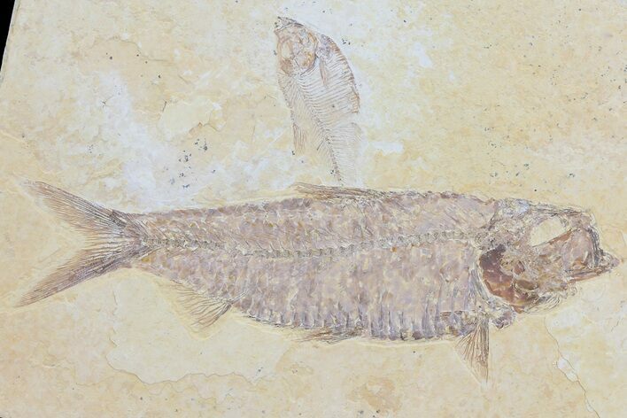 Knightia & Diplomystus Fossil Fish Association - Wyoming #79834